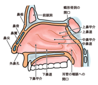 歌のうまさは鼻周りの骨格が重要と聞きました よく声が響くので 鼻腔の構造を画 Yahoo 知恵袋