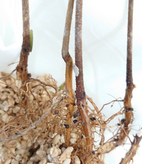 エバーフレッシュの根に黒い粒が有りますがこれは何ですか ハイドロカルチャ Yahoo 知恵袋