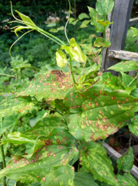 この植物の名前を教えて下さい つる性でトゲがあります Yahoo 知恵袋