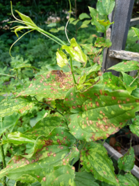 この植物の名前を教えて下さい。 つる性でトゲがあります。