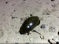この虫は何でしょう 北海道の胆振地方で コンビニや街灯の明るいところにいます Yahoo 知恵袋
