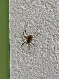 この画像の蜘蛛は良い蜘蛛ですか 家の壁にいたのですが そのまま殺さず Yahoo 知恵袋