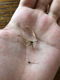 大輪朝顔を育てていて 花が落ちたところがタネを作ってるように見えたの Yahoo 知恵袋