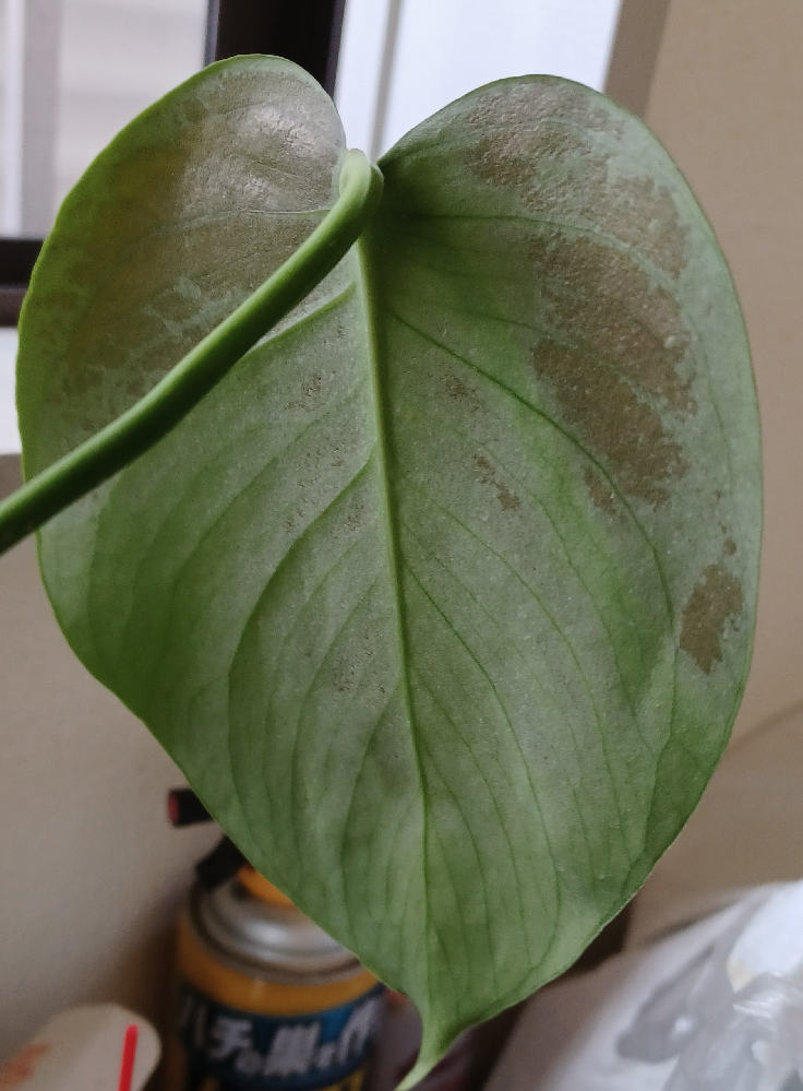 苔玉に詳しい人教えてください数日前から苔玉の葉に茶色ぽいものができて来たんです Yahoo 知恵袋