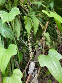 指し芽したサルナシは何年ほどで花が咲きますか また 冬場の管理で気をつける Yahoo 知恵袋