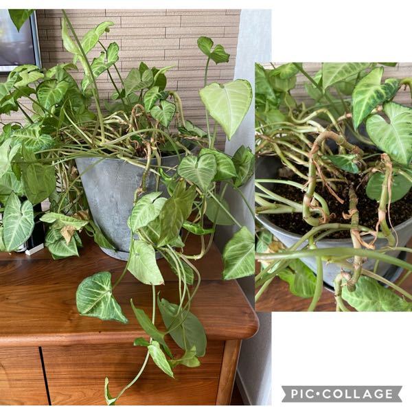 観葉植物が形を崩してしまっているのですが どうすれば良いでしょうか Yahoo 知恵袋