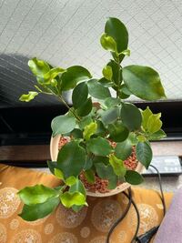 ガジュマルの上の方の葉が波打っているのですが 新しい葉だからでしょう Yahoo 知恵袋