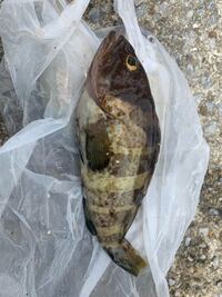 朝方 キス釣りをしたら釣れたんですが この魚はなんでしょうか Yahoo 知恵袋