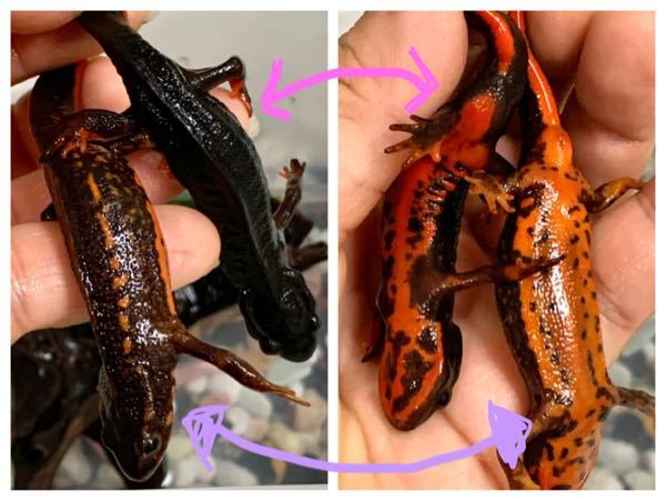 シリケンイモリを2匹買ってきたのですが、買うときにシリケンイモリの