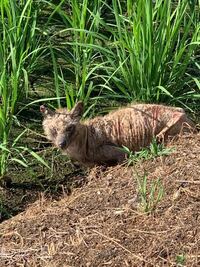ジミー大西さんについての質問です やってる やってる というギャグの Yahoo 知恵袋