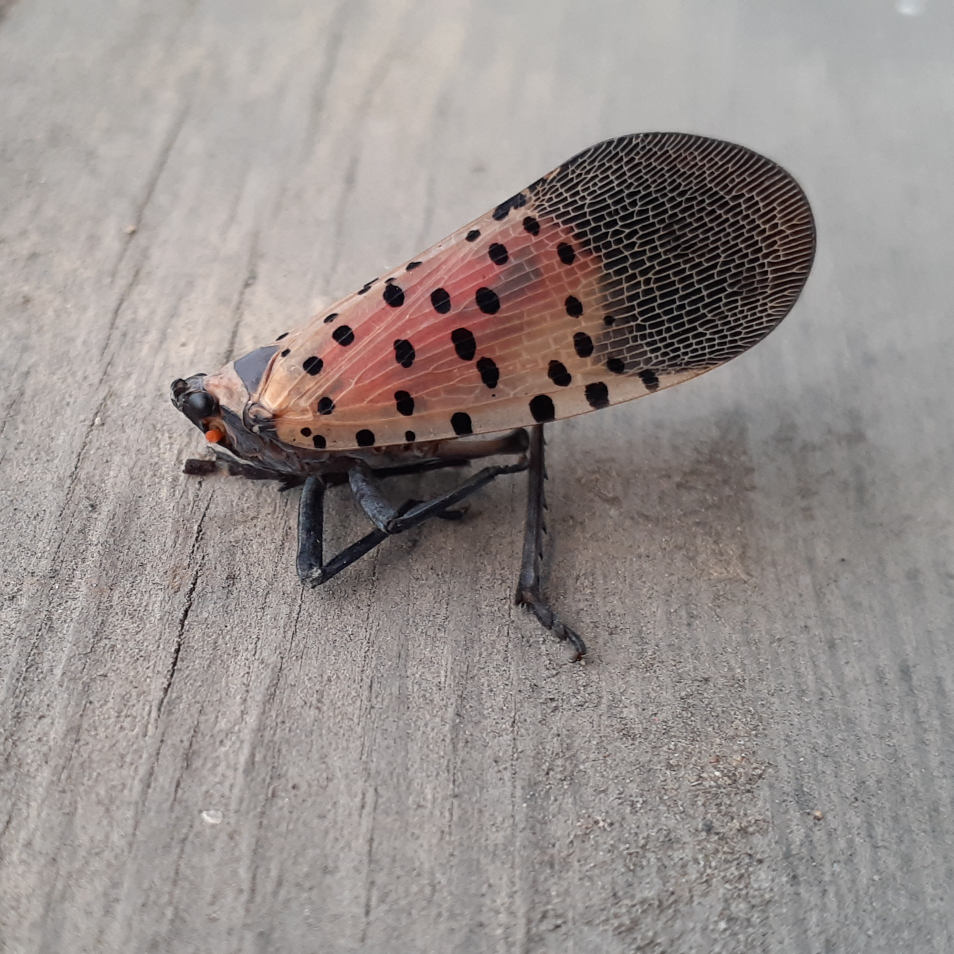 福井県在住ですが これはシタベニハゴロモですか お亡くなりでしたが 今後 Yahoo 知恵袋