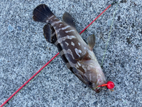 これが釣れたのですが クエですか それともアブラボウズですか 教えて欲しいです Yahoo 知恵袋