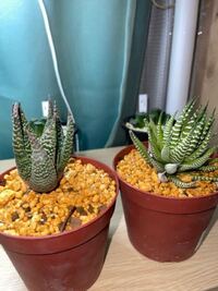 100均に売っている植物活力液を買いました 先端を切って2日間ほど鉢に刺してい Yahoo 知恵袋