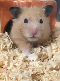 先程起きてきたハムスターの顔が少し濡れているような気がします なんででしょうか Yahoo 知恵袋