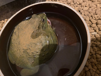 アフリカウシガエルは鳴き声がうるさいですか 私の飼育している個体 Yahoo 知恵袋