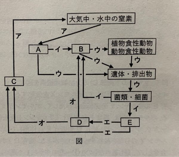 生物基礎の問題で 窒素循環についてです 画像のア オに当てはまる物質とし Yahoo 知恵袋