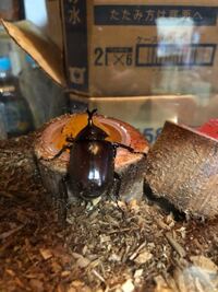 小さい カブトムシは珍しいですか 山道を走っていたらたまたま見つけ 飼育してい Yahoo 知恵袋