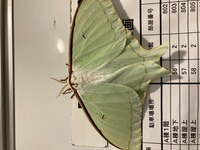 この虫はなんて名前ですか オオミズアオです 日本の大型の蛾としては 代表 Yahoo 知恵袋