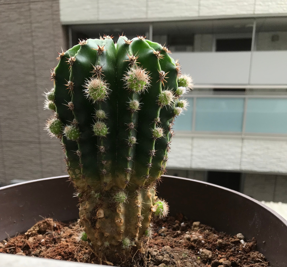 ベランダでのガーデニングについて質問です マンションのベランダで プランタ Yahoo 知恵袋