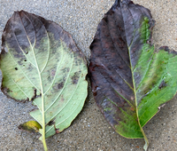 ハナミズキの病気 玄関先に地植えしてあるハナミズキの葉が 写真の Yahoo 知恵袋