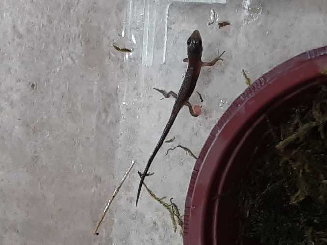 赤ちゃんカナヘビが生まれたんですが 餌はどのようなサイズを与えればい Yahoo 知恵袋