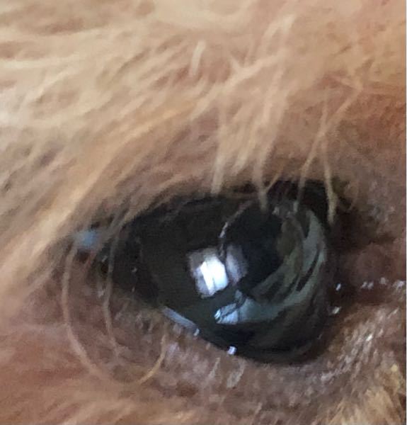 閲覧注意犬の病気についてです 今日目をみたら急に 目の上にコンタクトみたいなか Yahoo 知恵袋