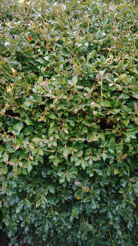 ローズマリーの身近な使い方を教えて下さい そろそろ ハーブの Yahoo 知恵袋