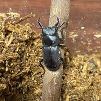 東京在住の者ですが 自宅前でクワガタを見つけたので飼っているのですがこのクワガ Yahoo 知恵袋