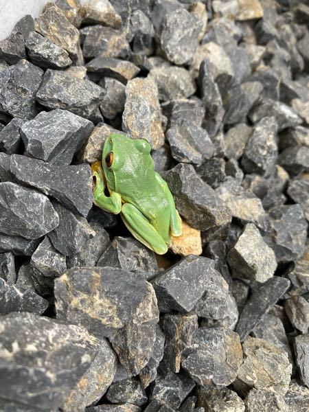 このカエル 何というカエルですか 目は赤っぽく サイズは3 4 Yahoo 知恵袋