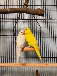 生後2ヶ月のセキセイインコを2匹お迎えして1週間 アルビノとルチノーです 多頭 Yahoo 知恵袋