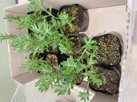 花の苗を寄付したいです イングリッシュラベンダーの苗が10程余ってし Yahoo 知恵袋