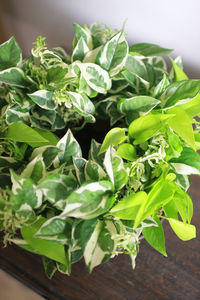 ポトスがとても元気で あちこち伸び放題なので 株分けしているのですが Yahoo 知恵袋