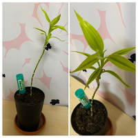 観葉植物の葉が全て枯れてしまってそこから何とか持ち直したのですがとてもアンバラ Yahoo 知恵袋