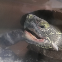 ゼニガメが死んでしまいました 死因 埋葬について教えてください Yahoo 知恵袋