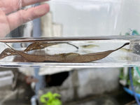 このエビの種類はなんですか ミナミヌマエビ です 体長はオスで2cm Yahoo 知恵袋