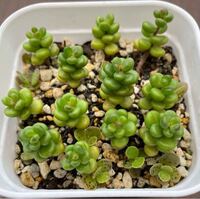 今春 多肉植物のタイトゴメをカットし土に挿しておいたのですが最近違う Yahoo 知恵袋