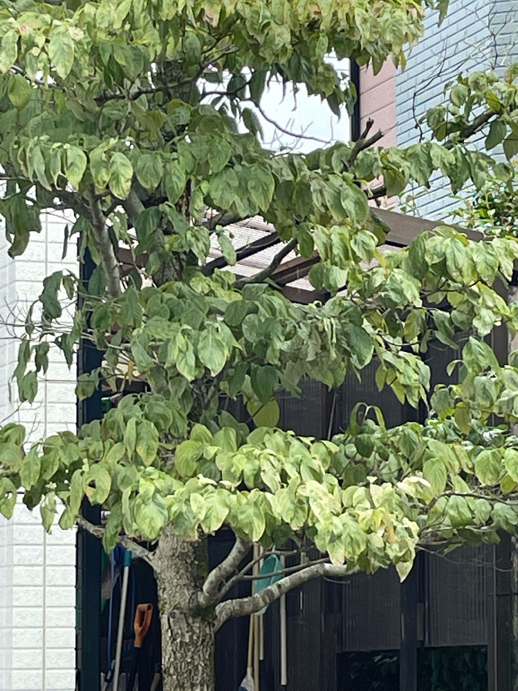 花の苗を コメリ でよく買っています 値段もさほど高く無いですし 品 Yahoo 知恵袋