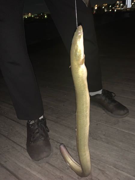 この写真はアナゴですか それともウミヘビですか Yahoo 知恵袋