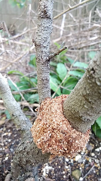 庭のライラック セアノサス の根本付近に何かが 害虫のようですが こ Yahoo 知恵袋