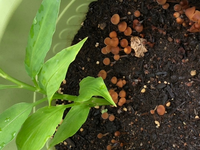 キノコが生えました 昨日 今年から育ててるミョウガのプランターから Yahoo 知恵袋