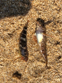 この２匹は同じ種類の魚ですか みにくくてすいません アイナメですか クジメです Yahoo 知恵袋