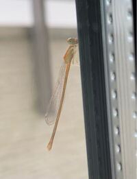 至急 これはトンボですか だとしたら何トンボでしょうか なんか窓に頭 Yahoo 知恵袋