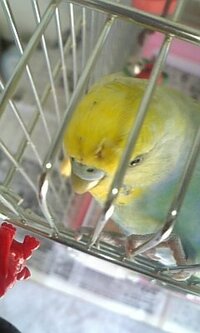 うちでかっているセキセイインコの頭の毛が少なくなっているようです 生え変わりで Yahoo 知恵袋