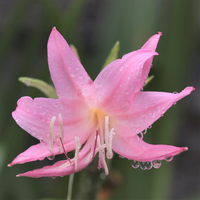 ゆりの花の花粉が犬の水の給水器に付着して黄色くなってしまい 洗剤で洗っても Yahoo 知恵袋