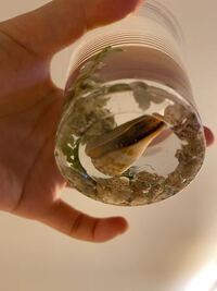 海で拾ってきたホンヤドカリを飼っている水槽に適したヒーターは Yahoo 知恵袋