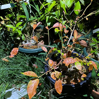 ブルーベリーの鉢植えで 防虫の為に画像のようにネットと不織布で覆っています Yahoo 知恵袋