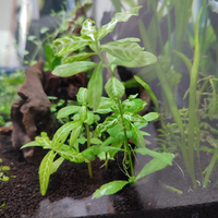 この水草 添付画像のもの はなんという種類でしょうか まとめて購入した中に入っ Yahoo 知恵袋