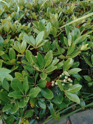 この植物の名前を教えてください。街路樹の植え込みです。実がついてい 