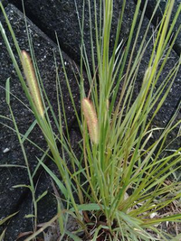 このエノコログサに似た植物の名前教えて下さい キンエノコログサだと Yahoo 知恵袋