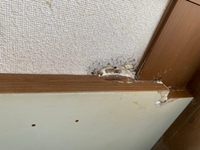 家の中でクロスに変な物が出てきたました 取っても取ってもまた出現します 何なの Yahoo 知恵袋